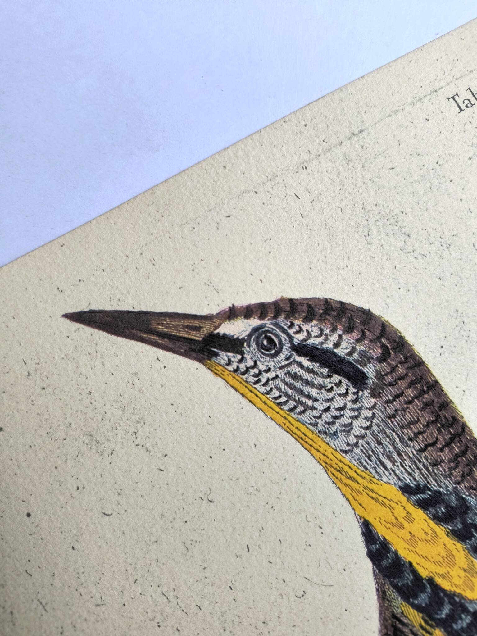 Old bird engraving - Great Lark - Zoological plate by Seligmann