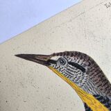 Old bird engraving - Great Lark - Zoological plate by Seligmann
