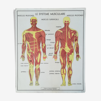 School poster Rossignol No.13 "Cyphose Scoliose No.14 Muscles"