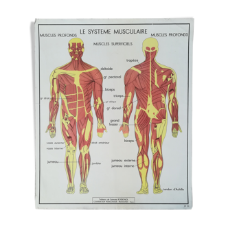 School poster Rossignol No.13 "Cyphose Scoliose No.14 Muscles"