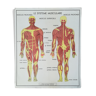 School poster Rossignol No.13 "Cyphose Scoliose No.14 Muscles"