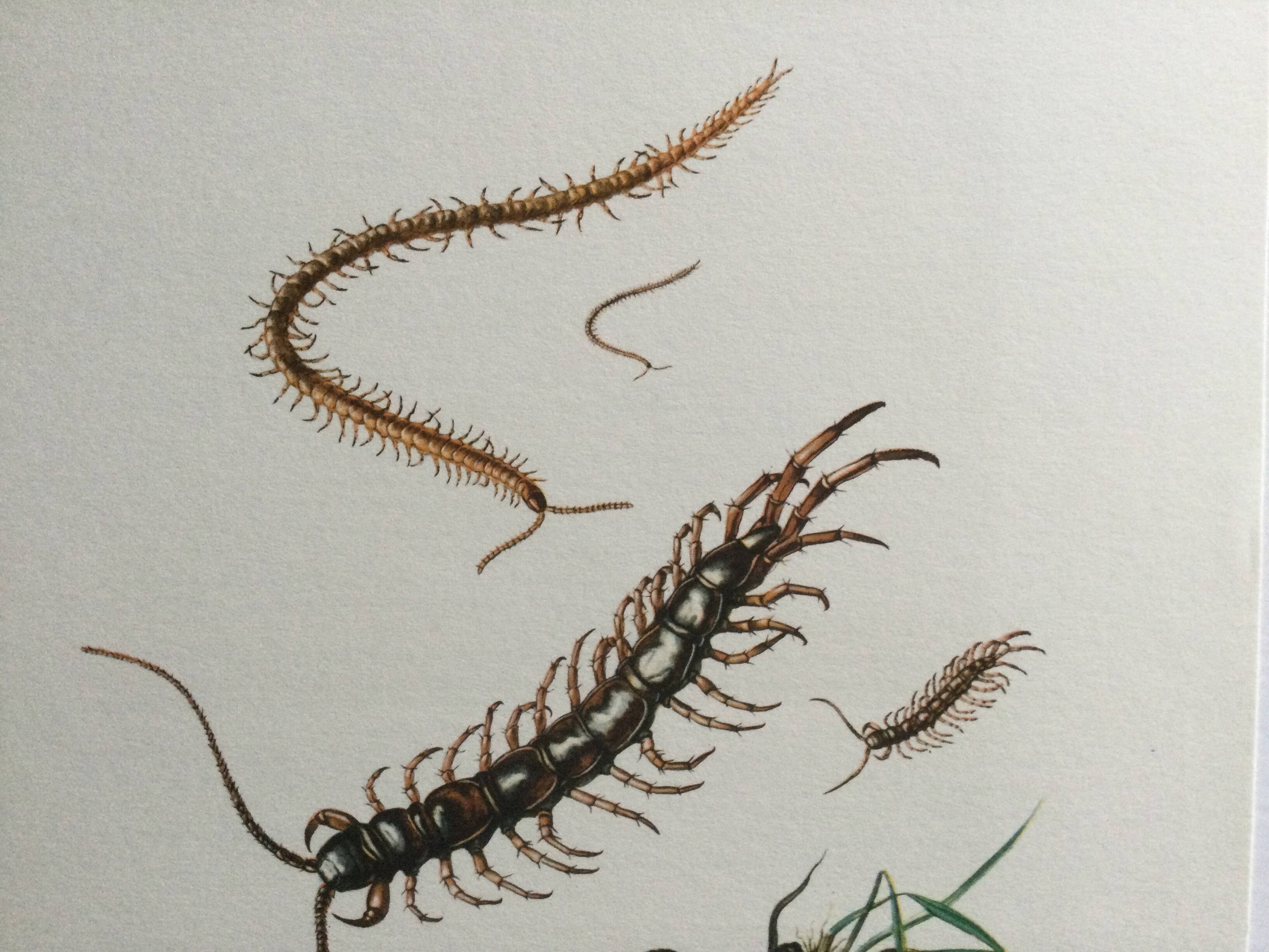 Old illustration "insects", 1960s