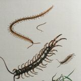 Illustration ancienne "insectes", années 60
