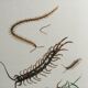 Illustration ancienne "insectes", années 60