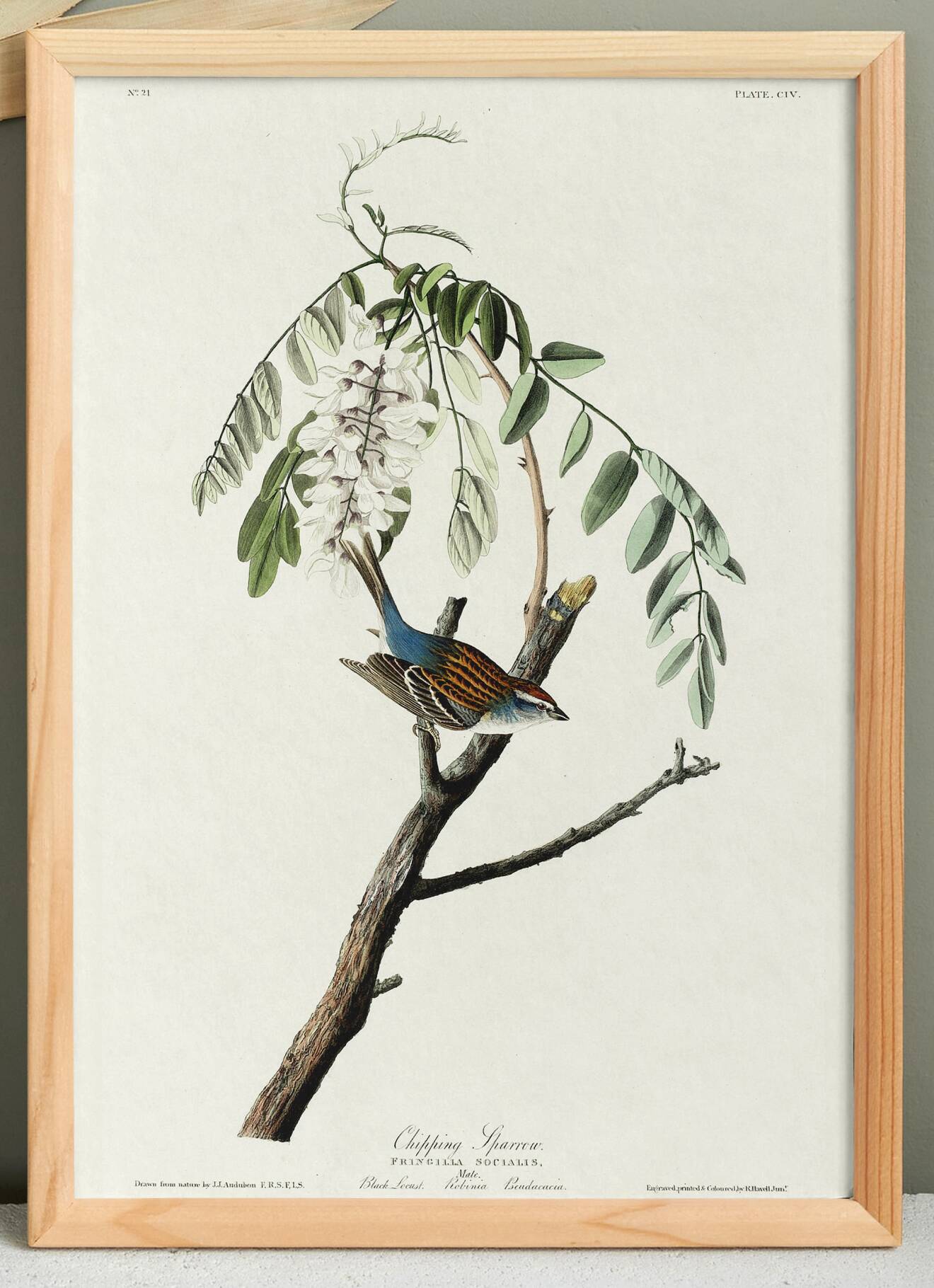 Poster about the House Bunting, based on an old engraving from 1827.