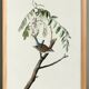 Poster about the House Bunting, based on an old engraving from 1827.