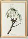 Poster about the House Bunting, based on an old engraving from 1827.