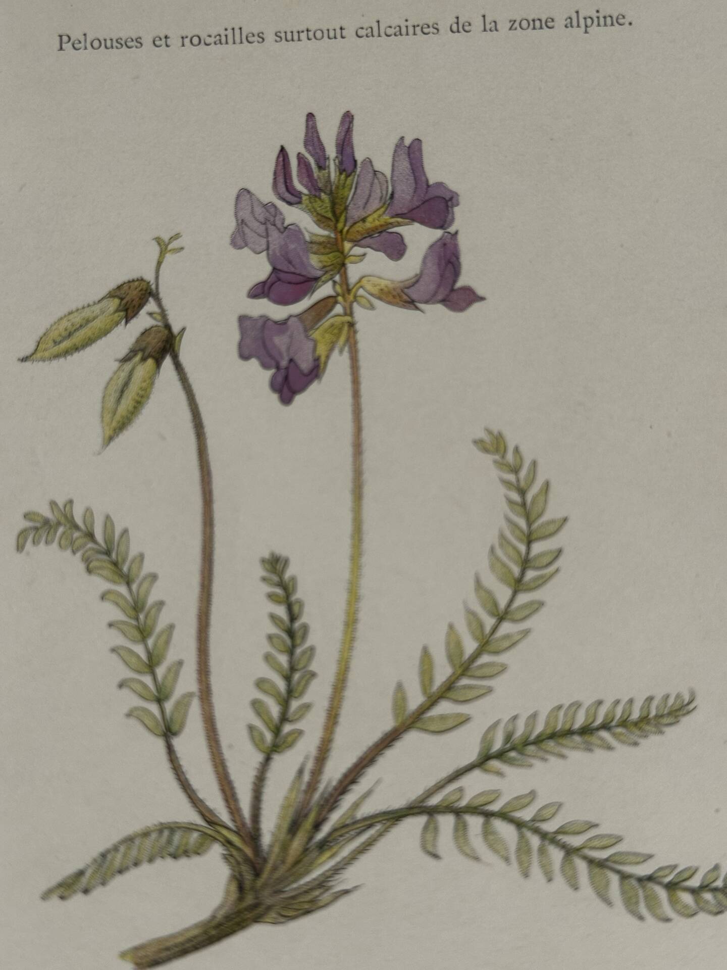 Gravure Botanique Ancienne XIXe – Lithographies Naturalistes  Fleurs