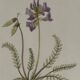 Gravure Botanique Ancienne XIXe – Lithographies Naturalistes  Fleurs