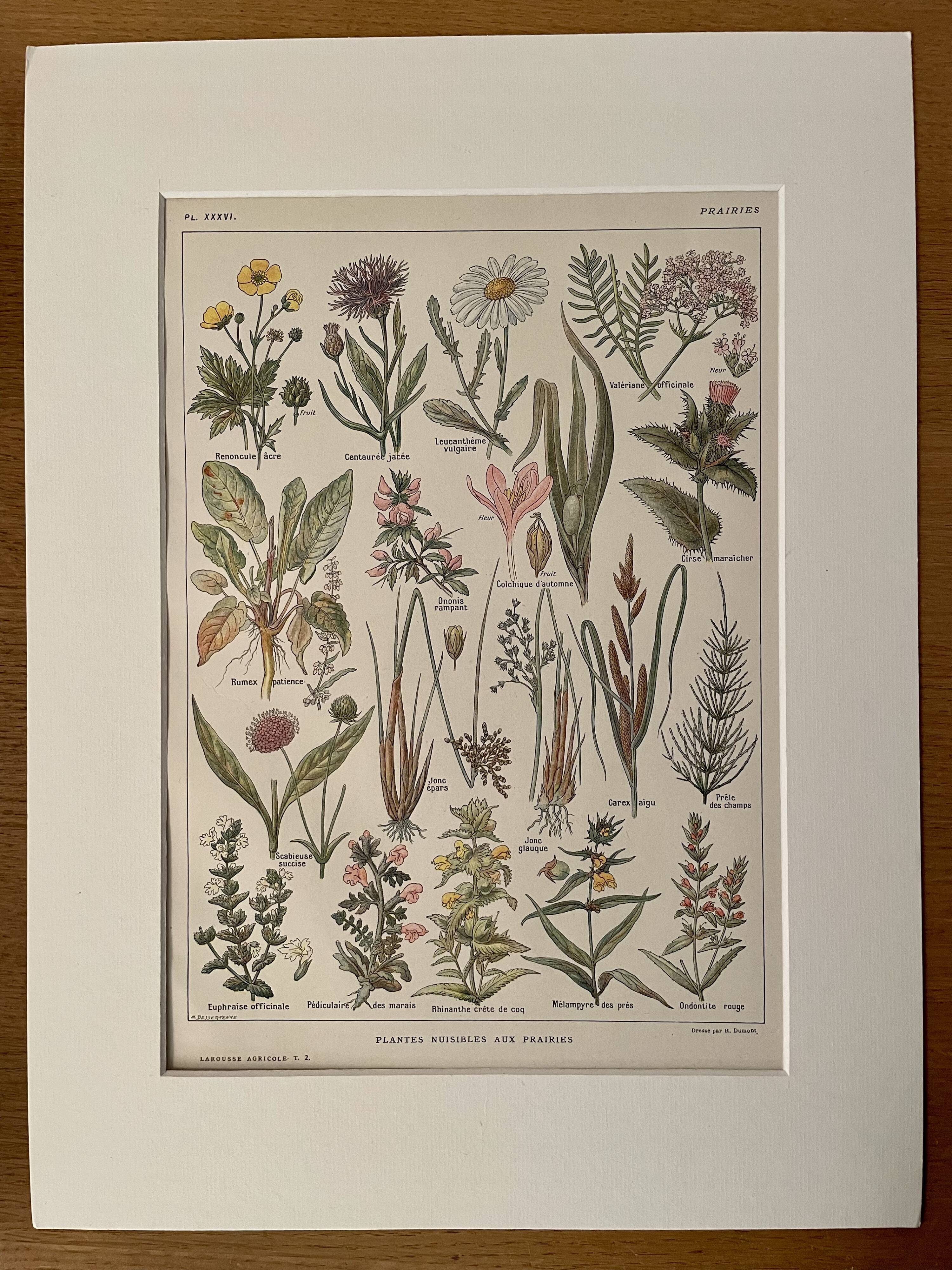Lithographie sur les plantes de prairies XXXVI 1920