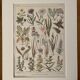 Lithograph on grassland plants (XXXVI)- 1920