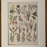 Lithographie sur les plantes de prairies XXXVI 1920