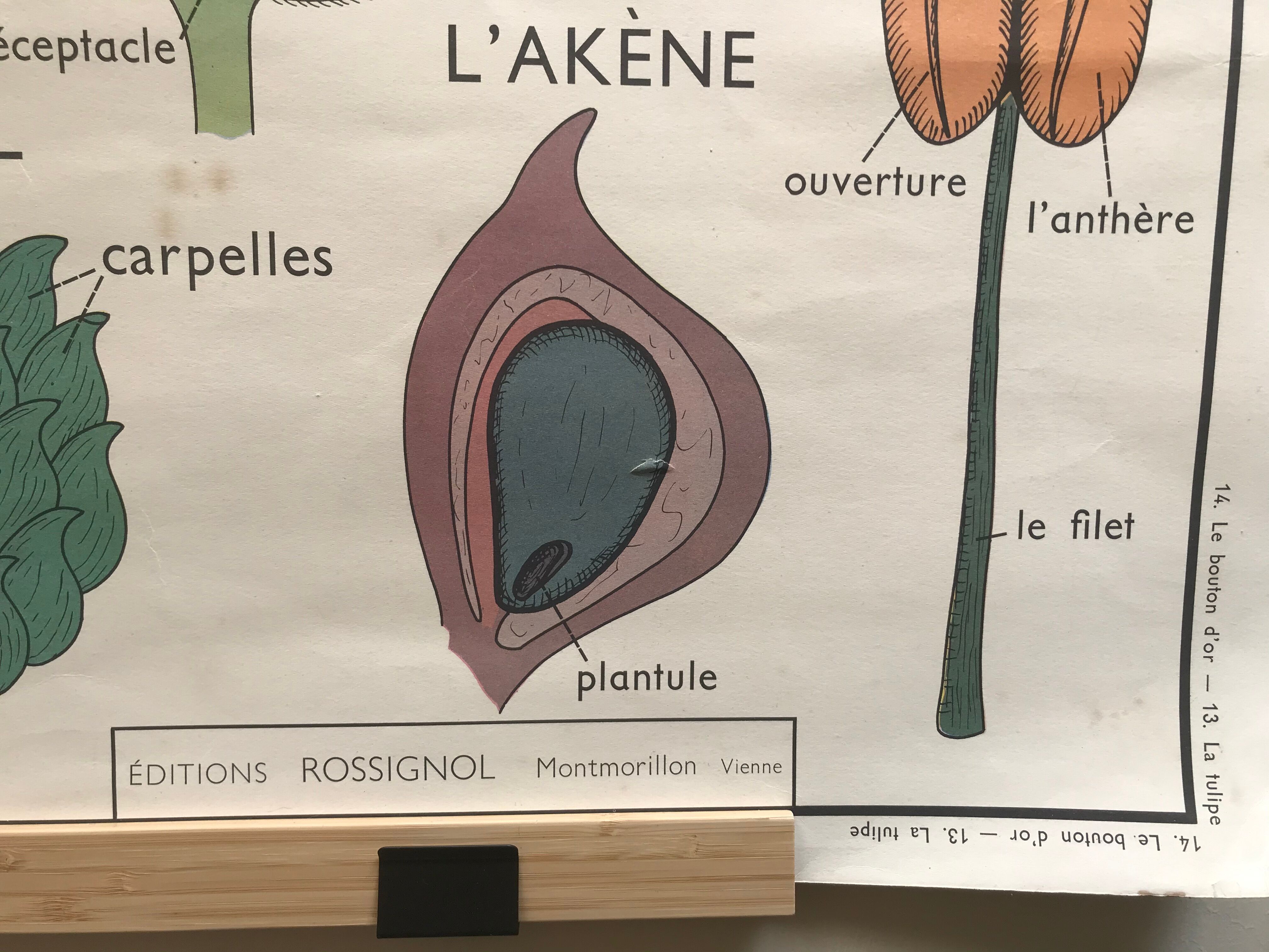 Old school poster edition Rossignol double botanical face