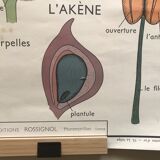 Old school poster edition Rossignol double botanical face