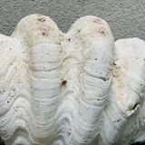 Clam