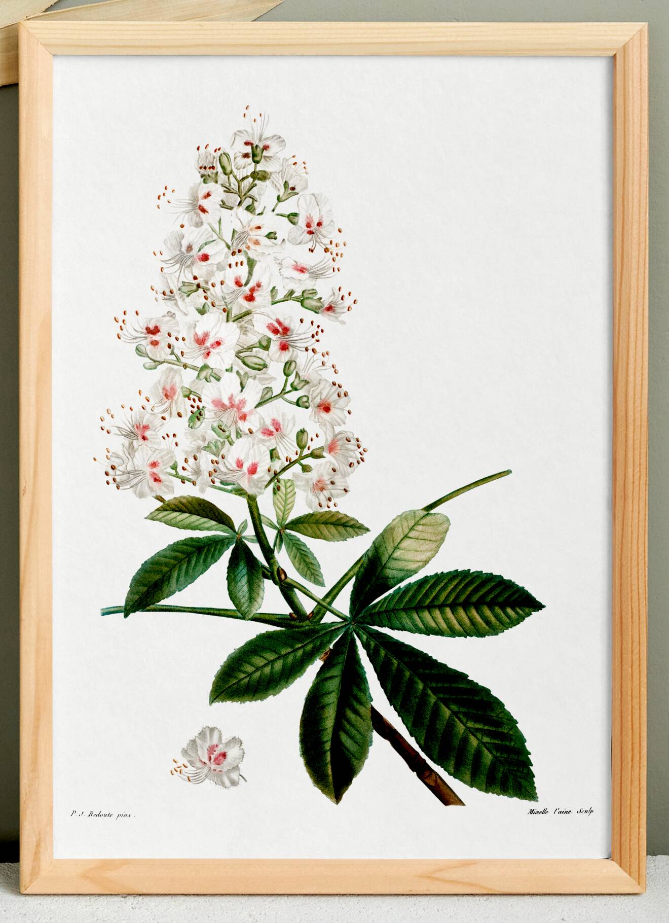 Botanical poster on horse chestnut, after an old engraving