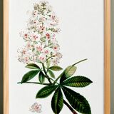Botanical poster on horse chestnut, after an old engraving