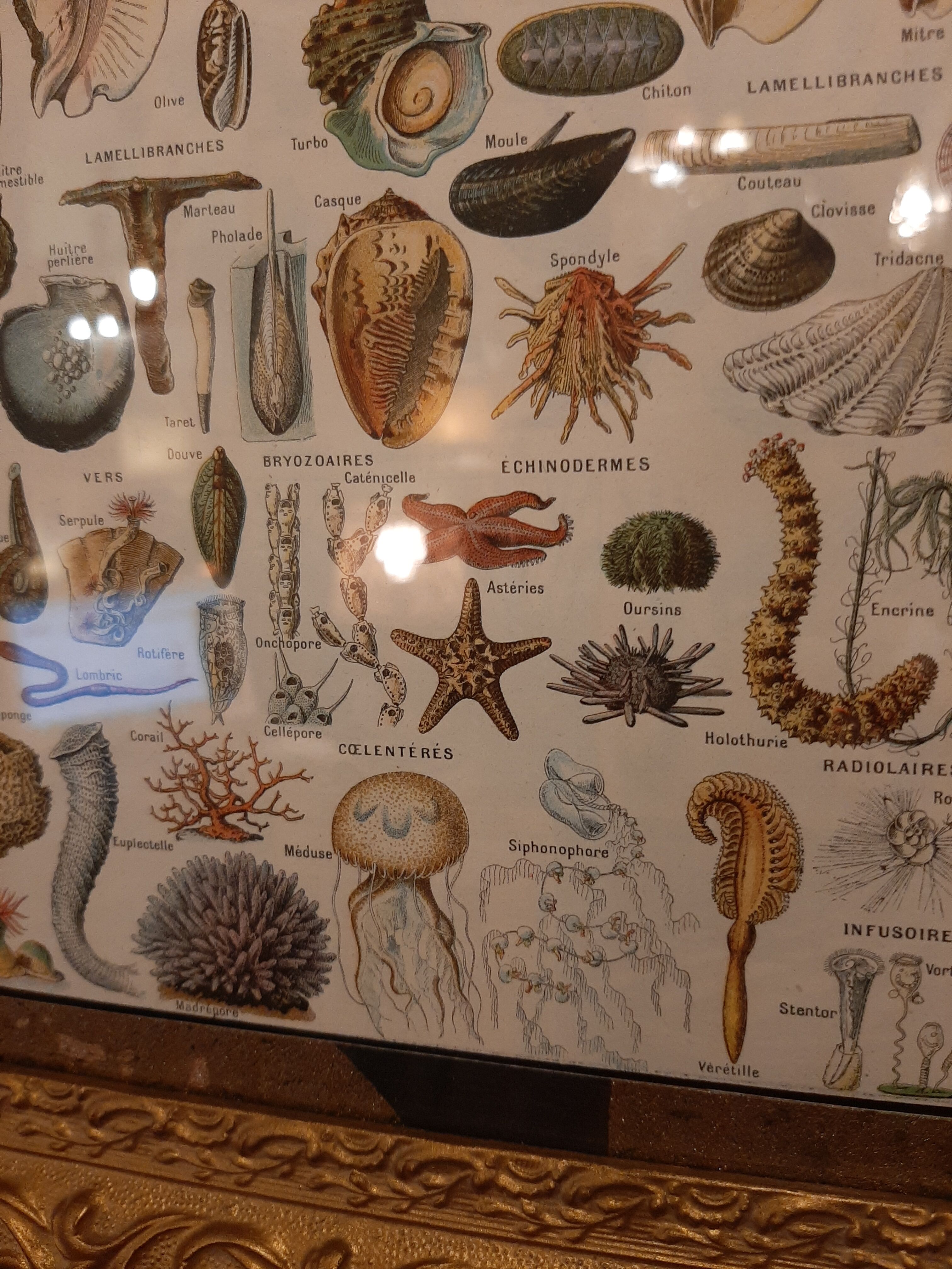 Shellfish and shells