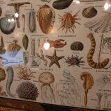 Shellfish and shells