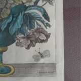 Ancient botanical engraving