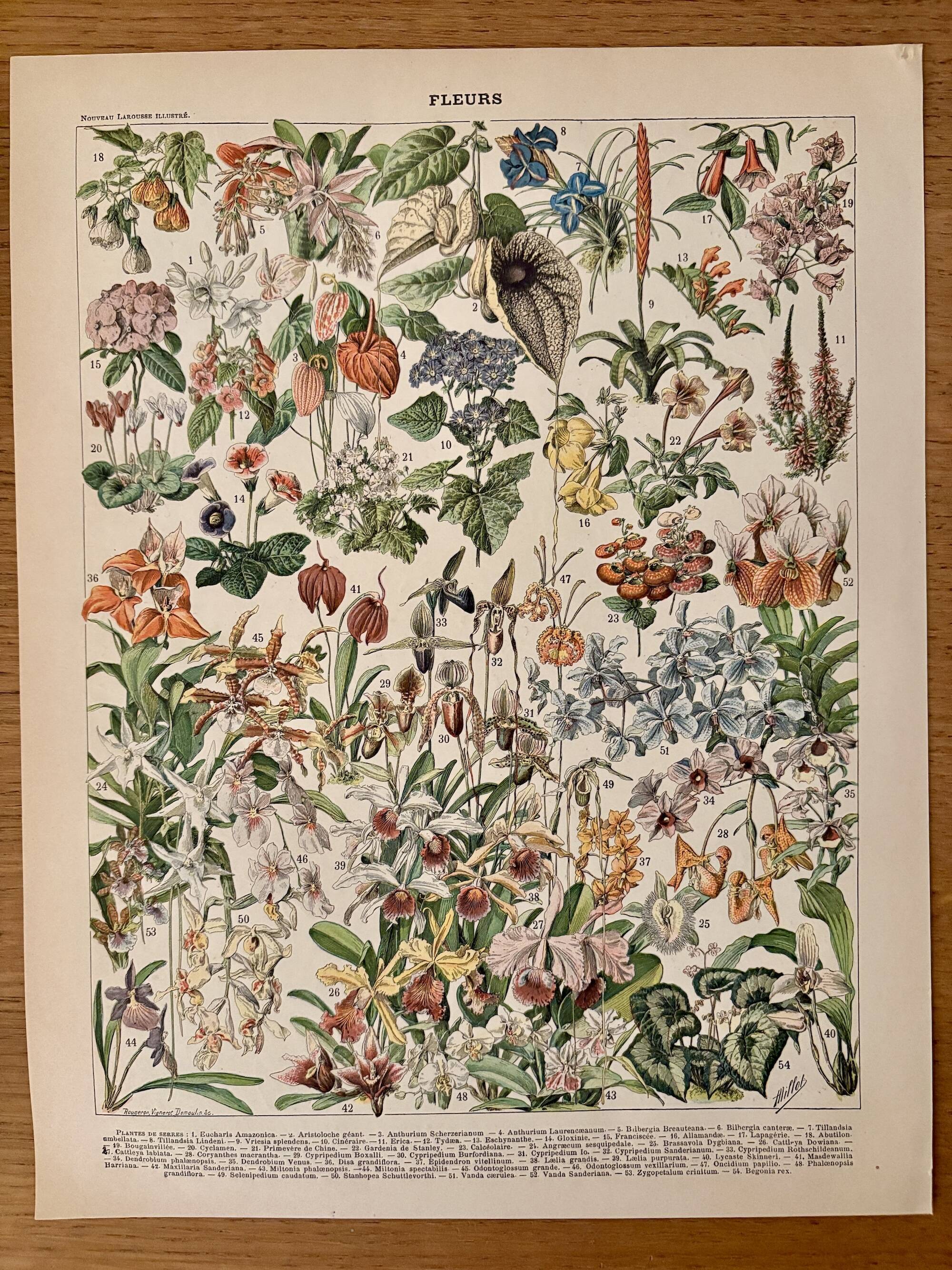 Lithographie sur les fleurs, catalpa, 1900