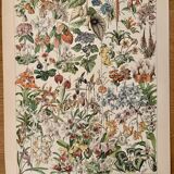 Lithograph of flowers (catalpa) – 1900