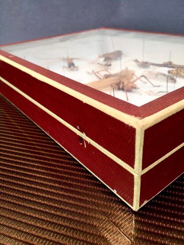 Entomologist's showcase, insect collection, 20th century