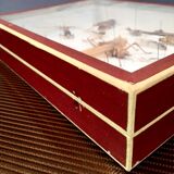 Entomologist's showcase, insect collection, 20th century