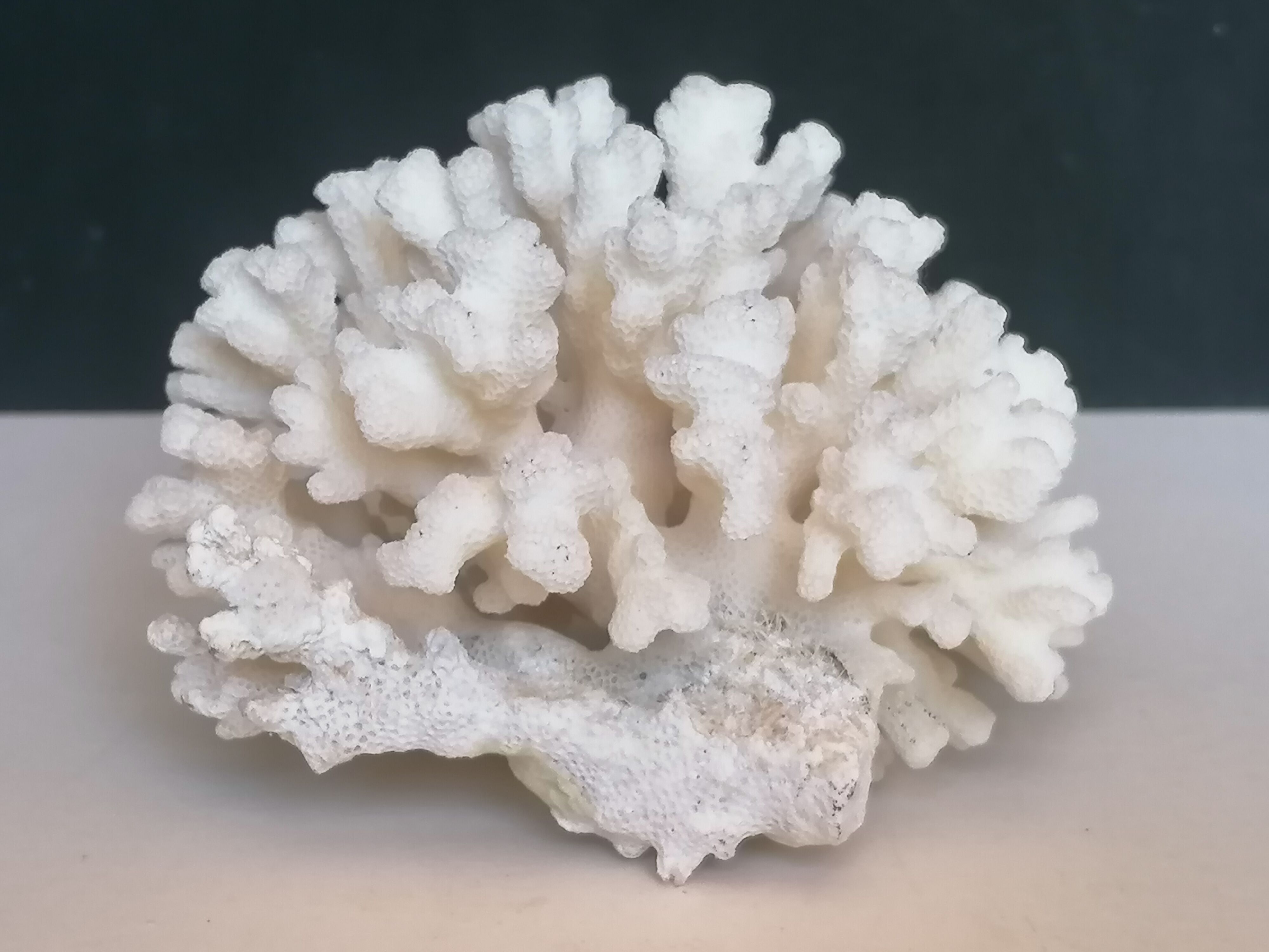 Corail blanc authentique
