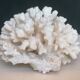 Corail blanc authentique