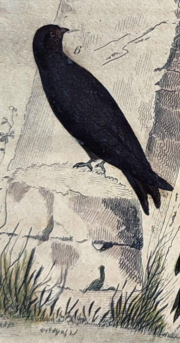 Original ornithological plate "Striped Promerops, Common Bee-eater, Buffon's Nightjar, 1838"