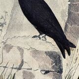 Planche ornithologique originale " Promerops rayé, Guépier commun, Angoulevent de Buffon, 1838