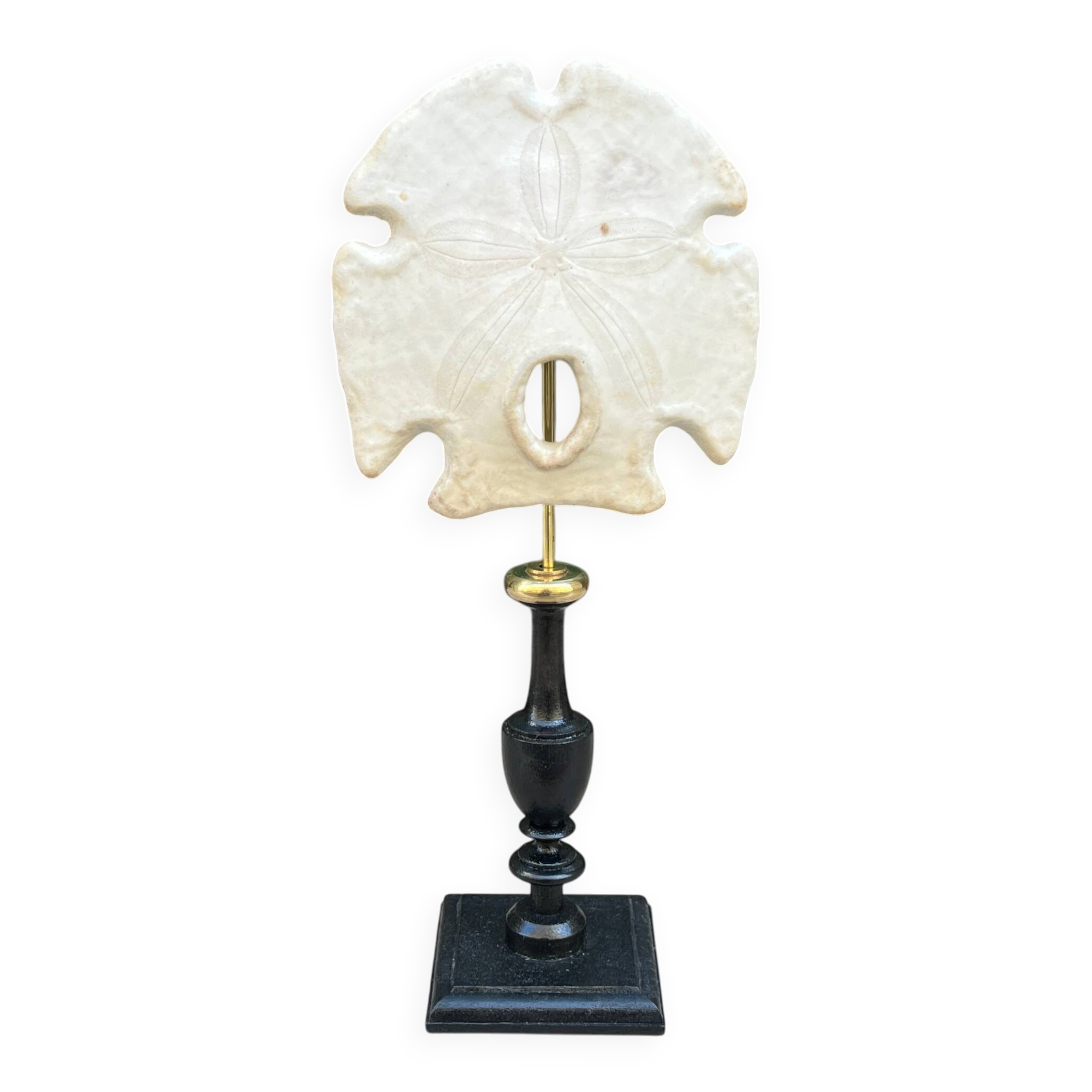 Old test of white sand dollar sea urchin on a wooden base curiosities