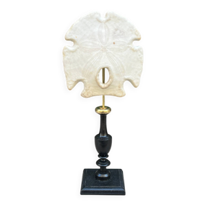 ancien test d'oursin