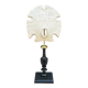 Old test of white sand dollar sea urchin on a wooden base curiosities