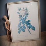 Litho rose Four seasons Lelieux