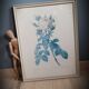 Litho rose Four seasons Lelieux