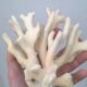 Vintage white coral
