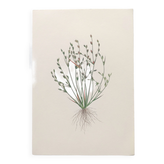 Herbarium botanical illustration from 1978 Toad rush floral board