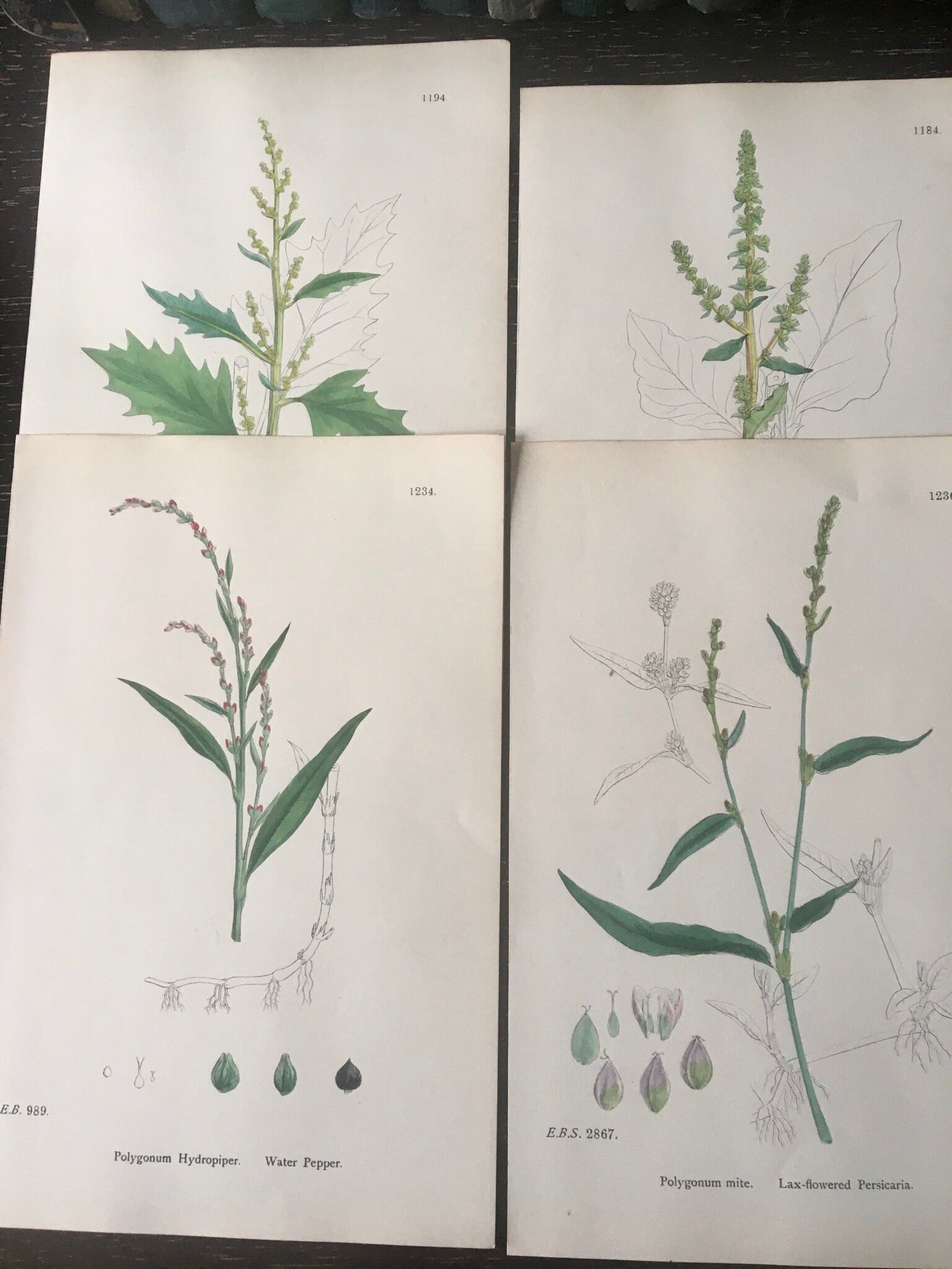 Botanical boards 1920