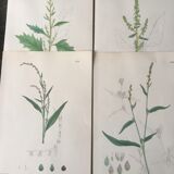 Botanical boards 1920