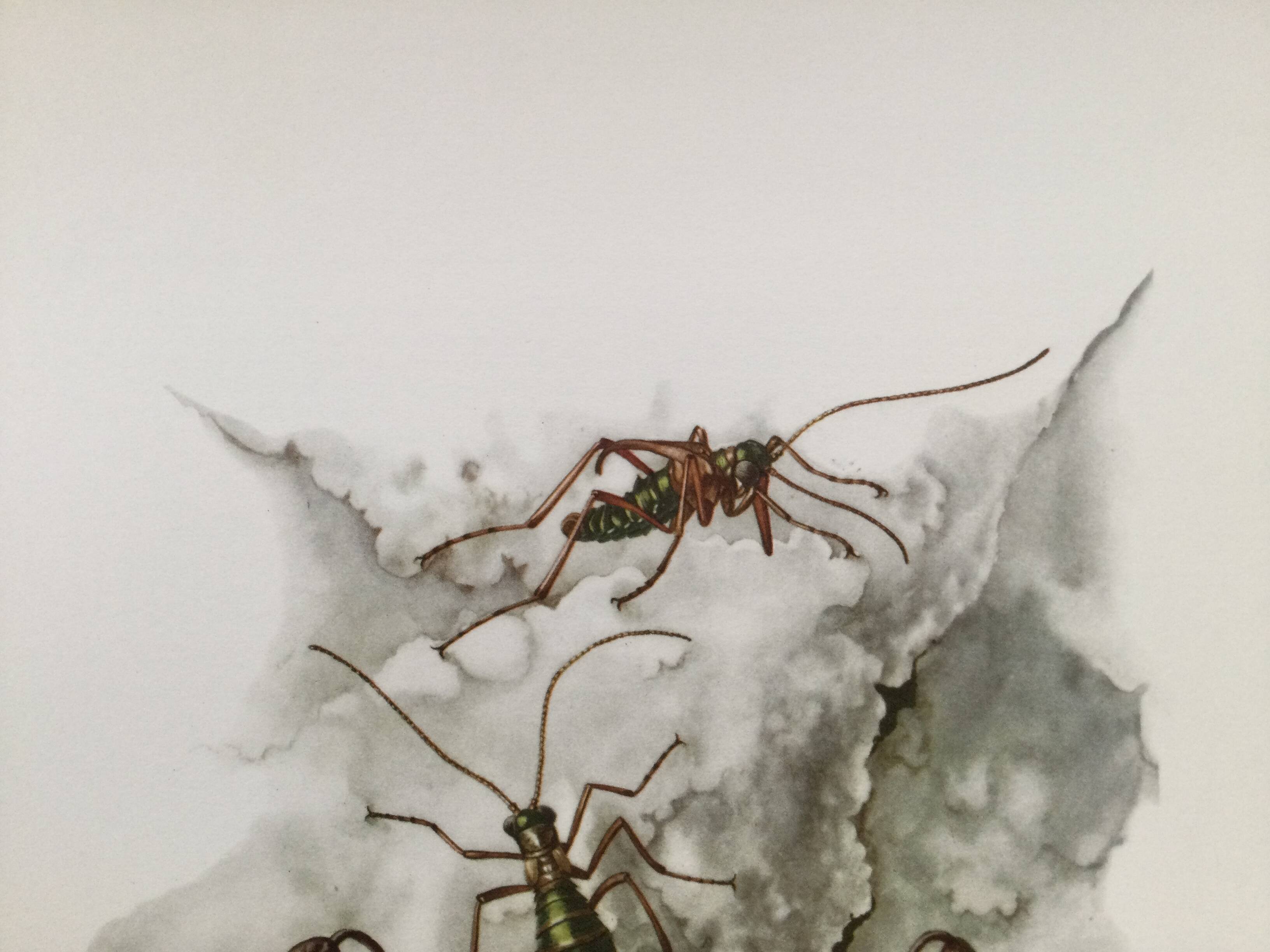 Vintage Insect Print Old Illustration from the 60s