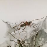 Vintage Insect Print Old Illustration from the 60s