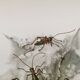 Impression vintage Insectes Illustration ancienne années 60