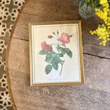 Old frame Redouté roses