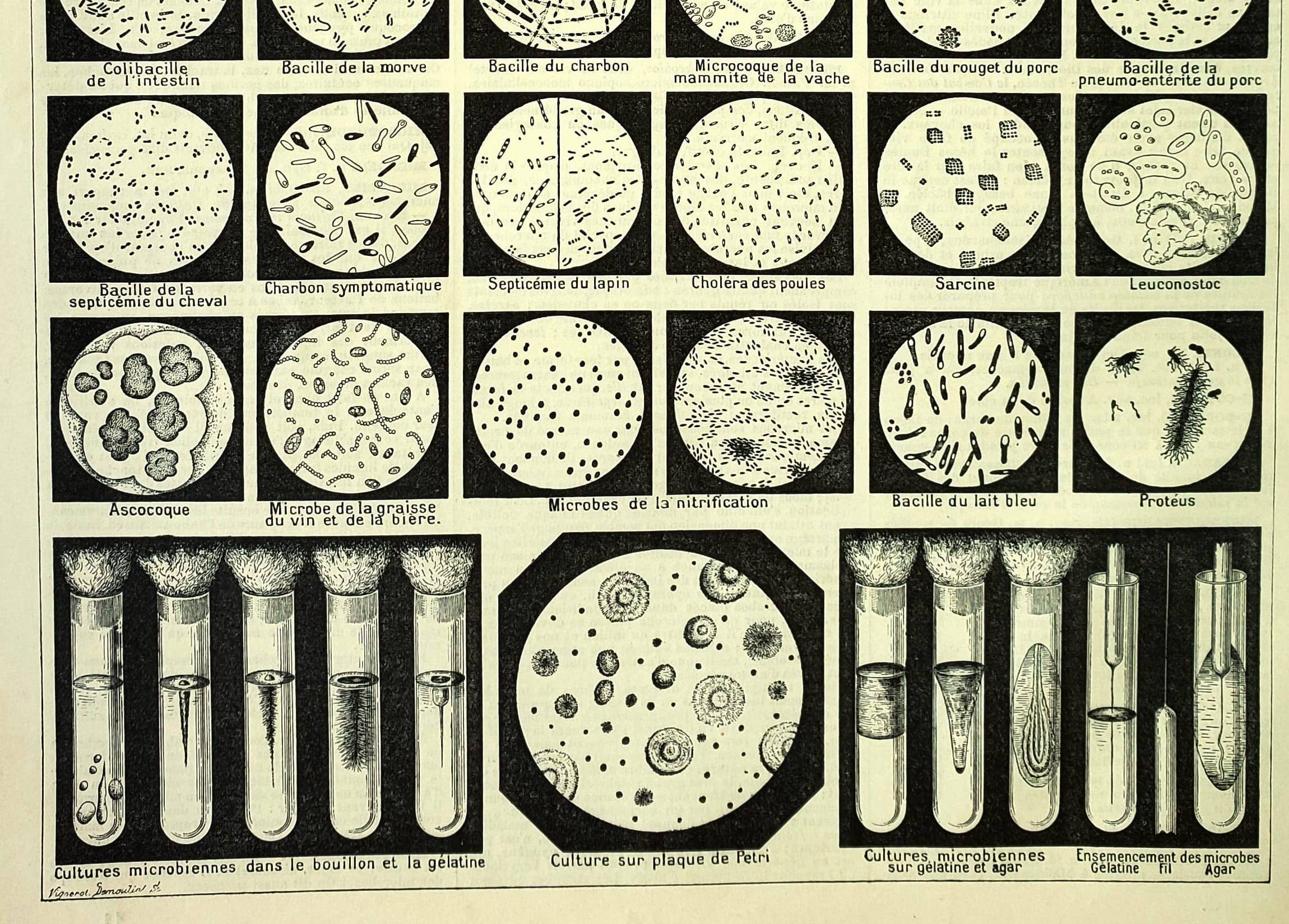 Engraving. Microbe, bacteria, biology • Original vintage poster from 1898