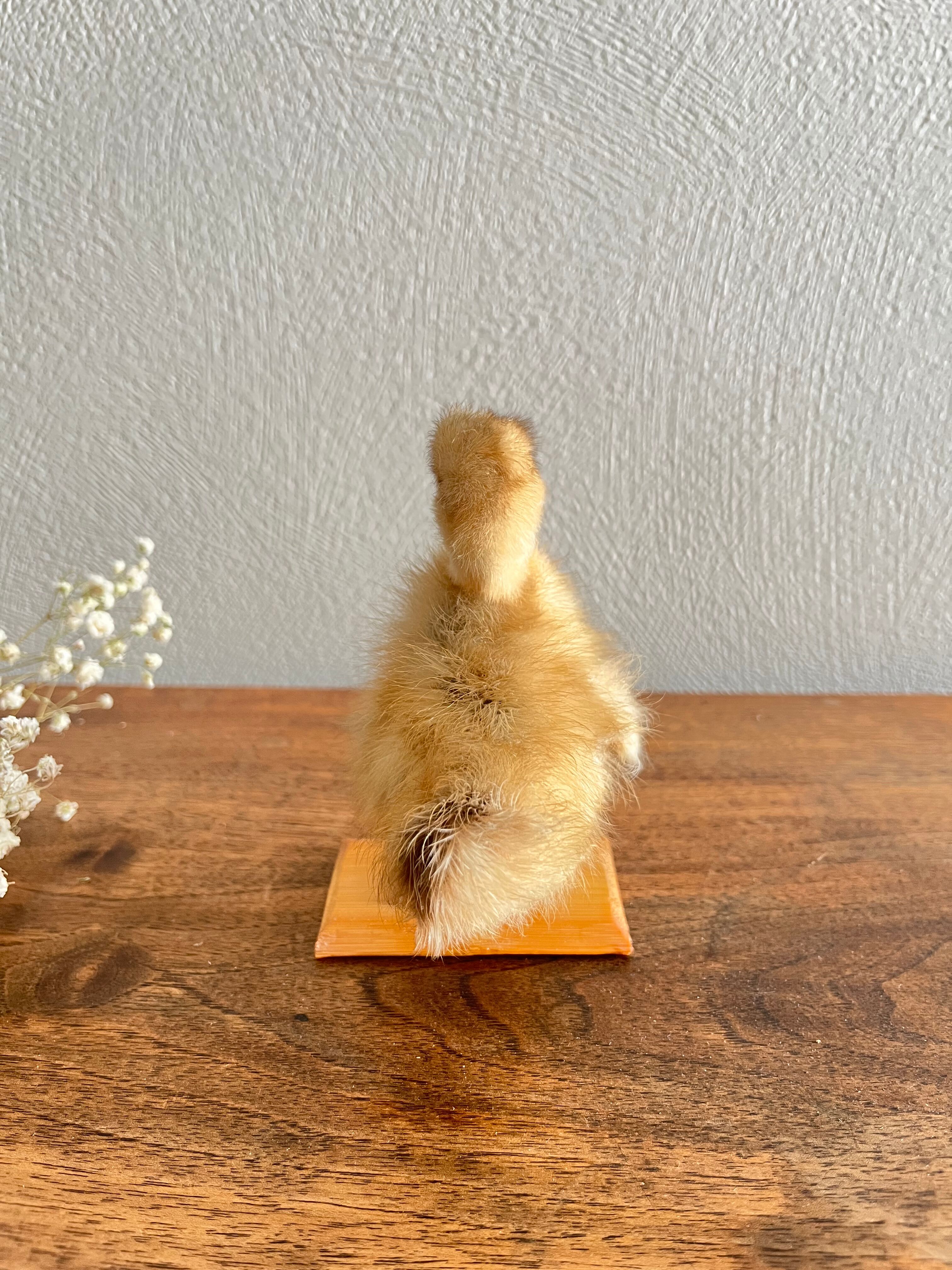 Taxidermy - Stuffed duckling