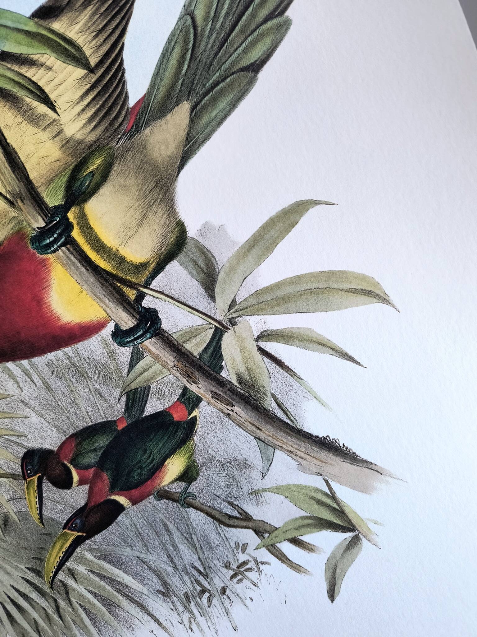 Vintage illustration. J. Gould's Double-collared Araçari – toucan birds