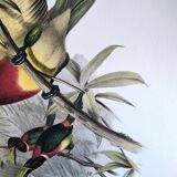 Vintage illustration. J. Gould's Double-collared Araçari – toucan birds