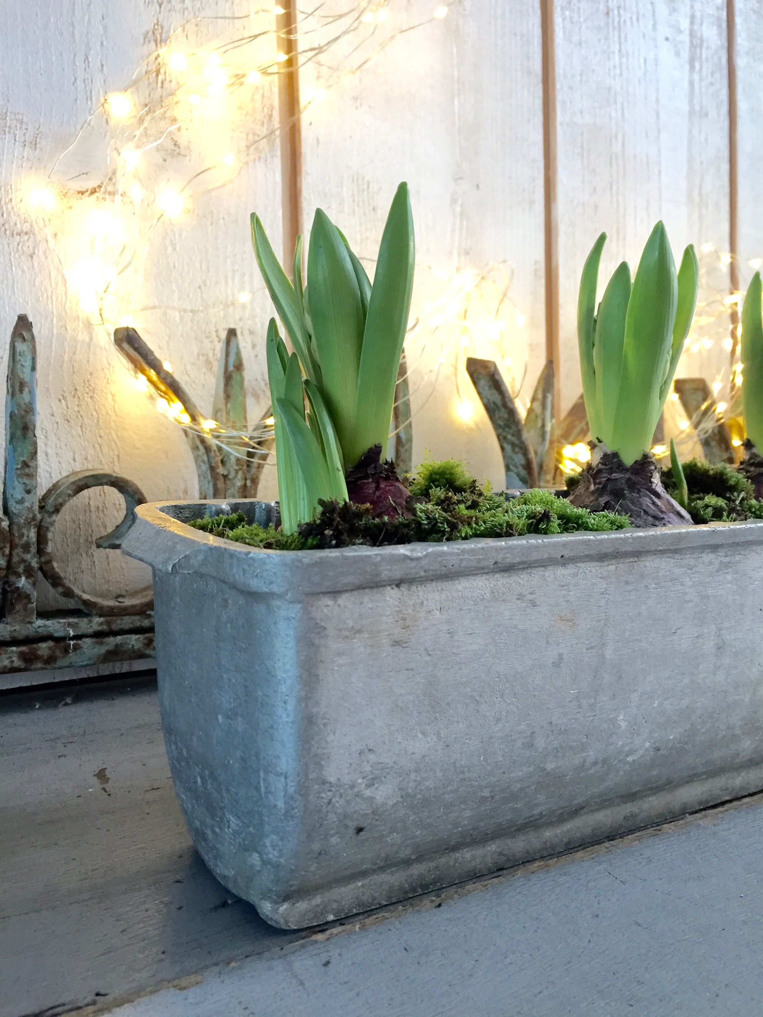 Pair of stainless steel planters